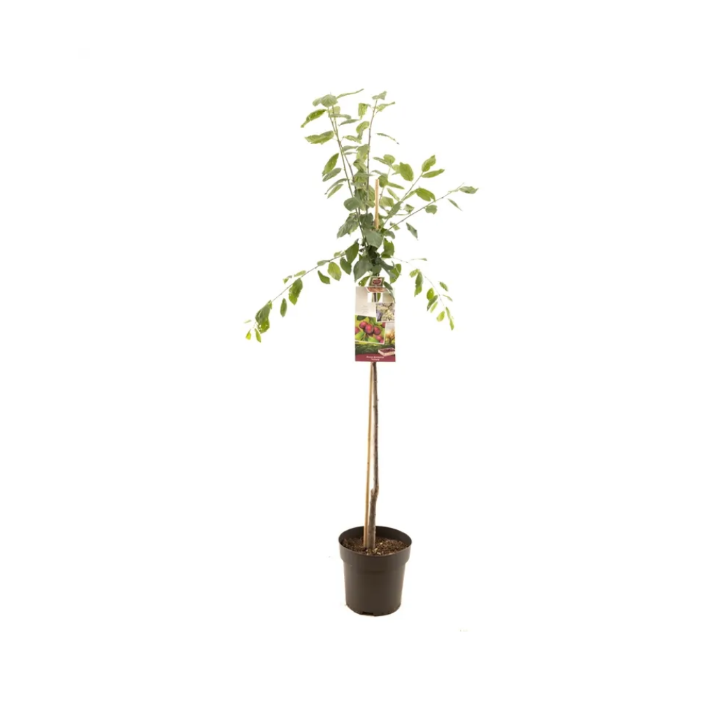 Oranje-rode pruim (Prunus dom. Victoria halfstam) H 230 ø 27 cm