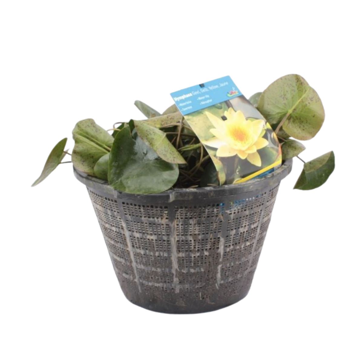 Waterlelie geel in mand 40 cm
