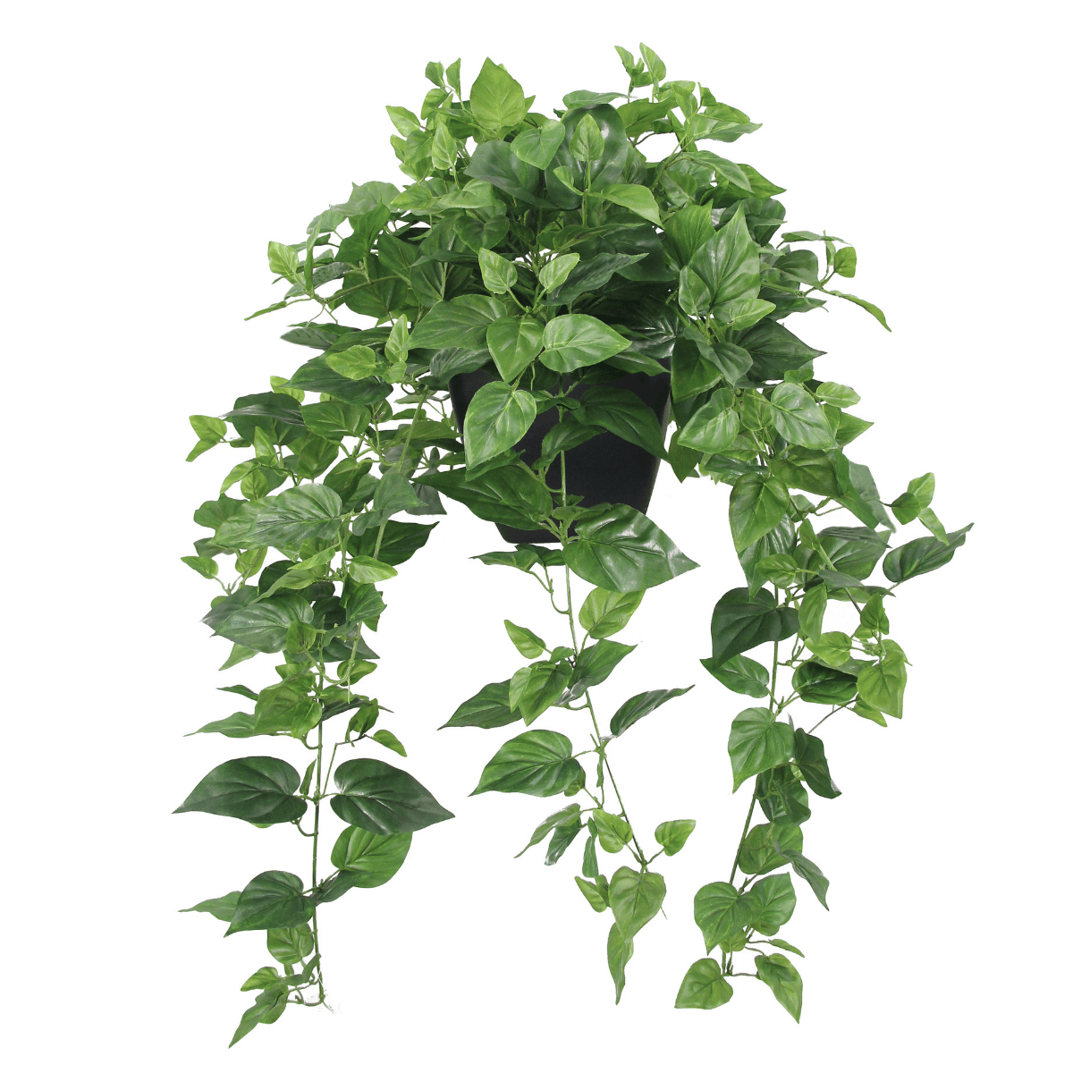 De Bosrand Hedera in Pot 76 cm