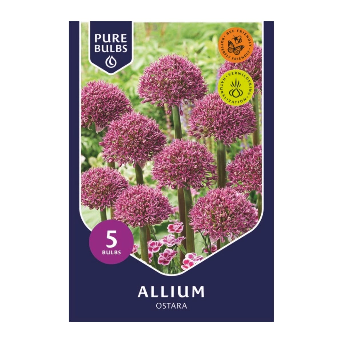 Pure Bulbs Bloembollen Sierui (Allium 'Ostara') 5 stuks