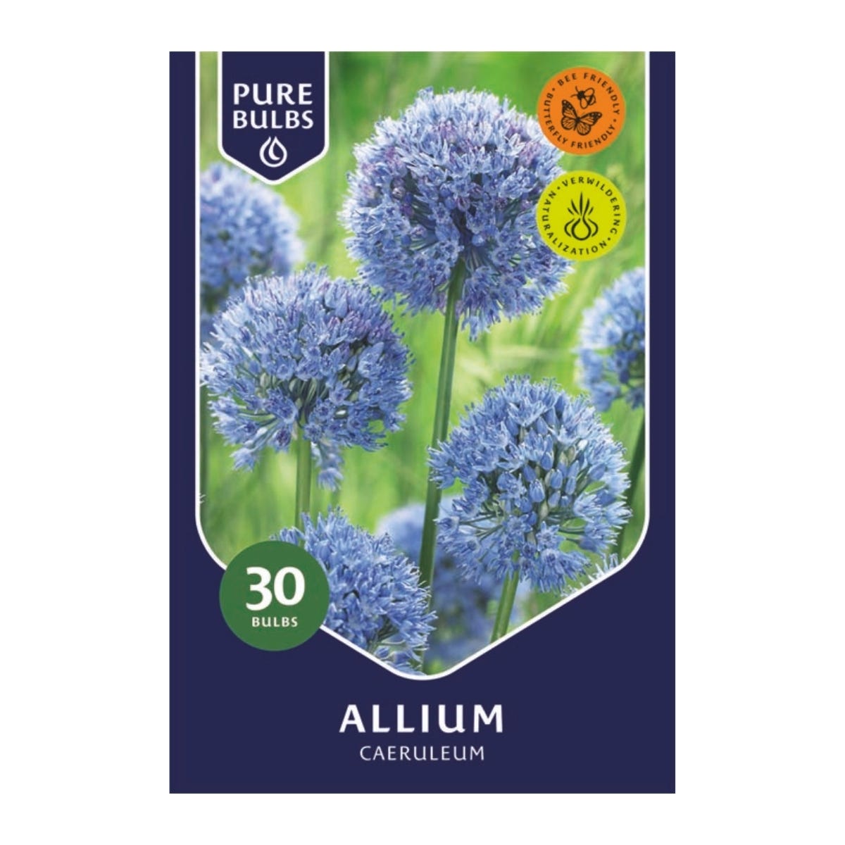 Pure Bulbs Bloembollen Sierui (Allium 'Caeruleum') 30 stuks