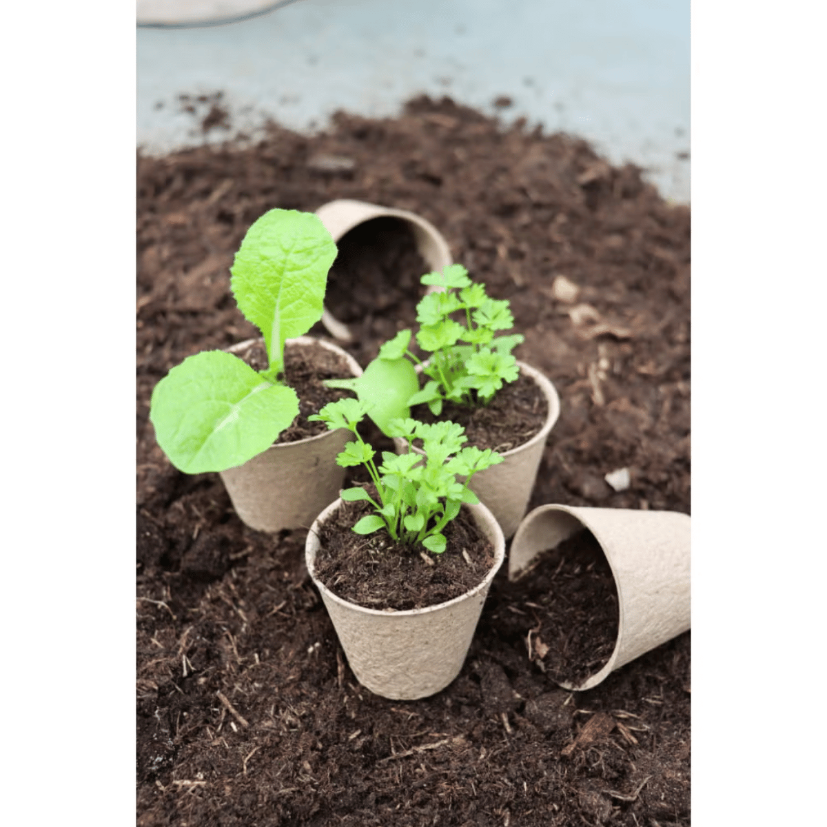 Kweekpotjes Bio 6 x 5.6 cm | 40 stuks