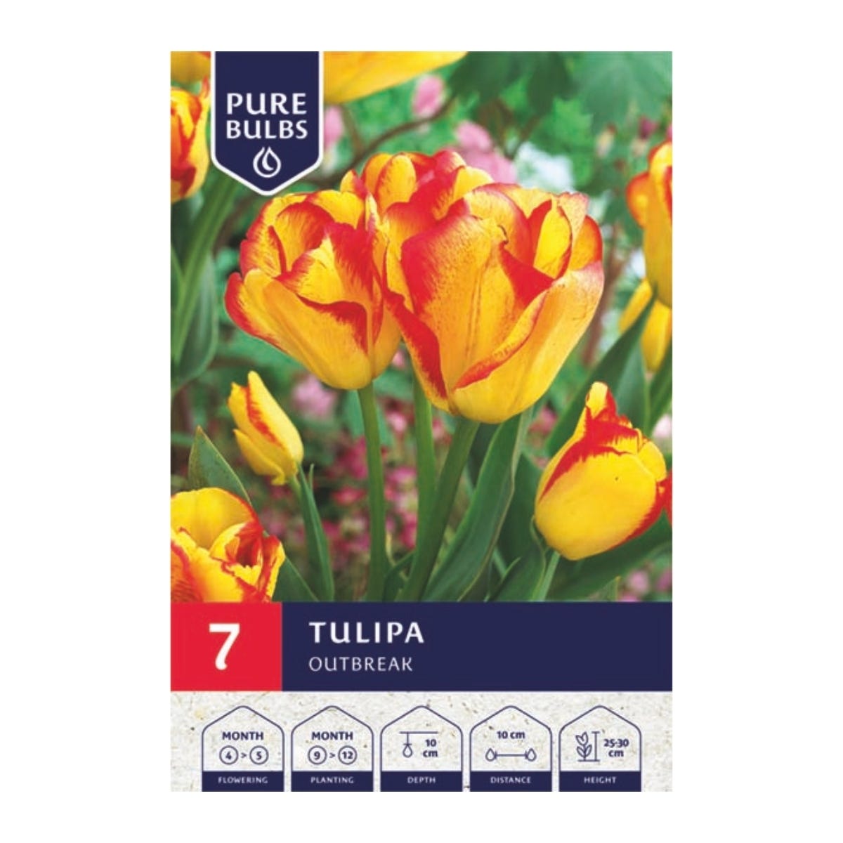 Pure Bulbs Bloembollen Tulp (Tulipa 'Outbreak') 7 stuks