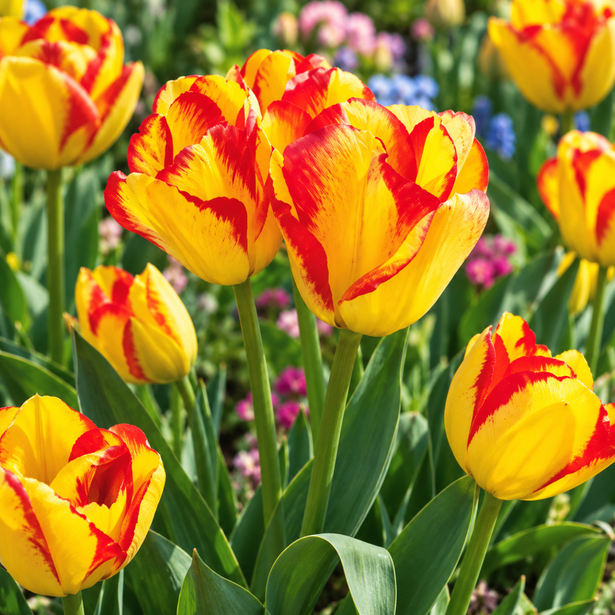 Pure Bulbs Bloembollen Tulp (Tulipa 'Outbreak') 7 stuks