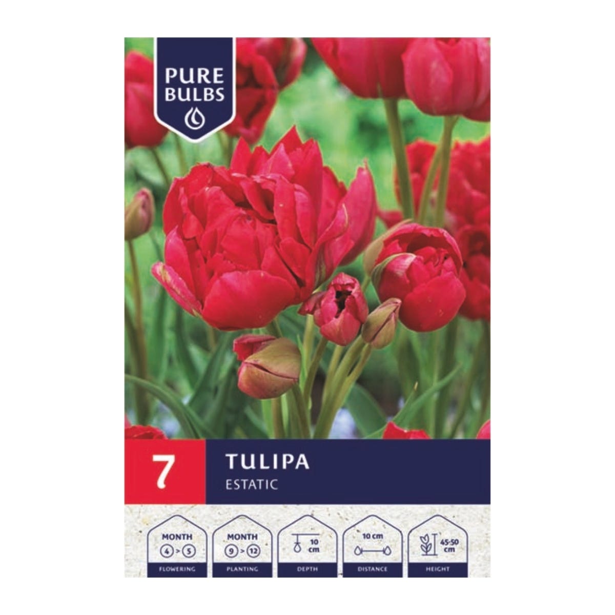 Pure Bulbs Bloembollen Tulp (Tulipa 'Estatic') 7 stuks