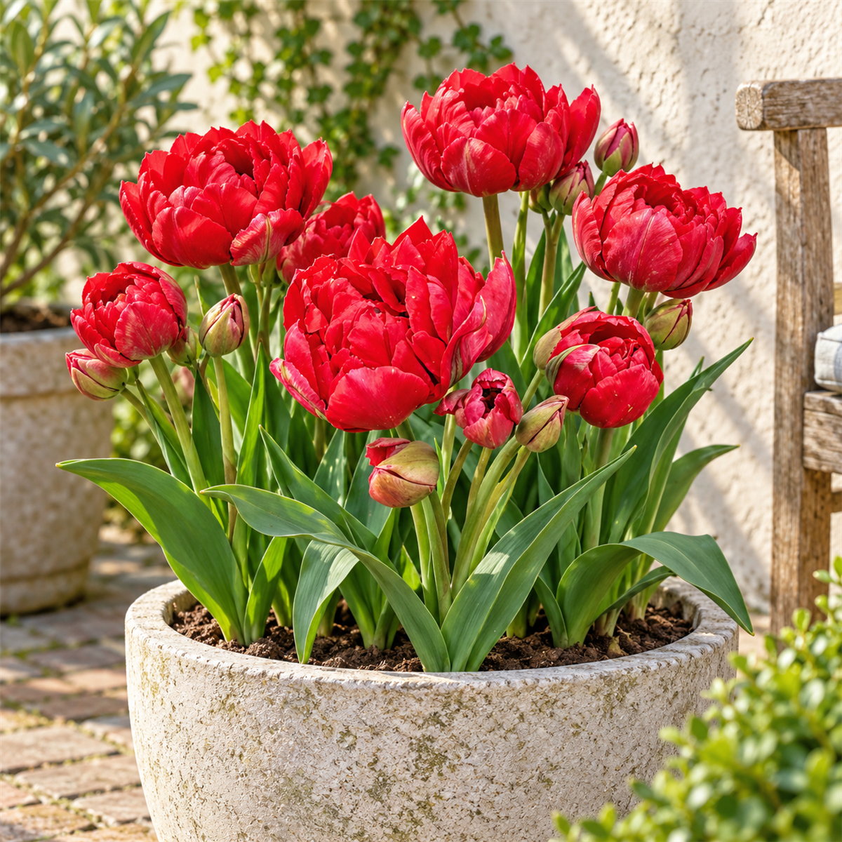 Pure Bulbs Bloembollen Tulp (Tulipa 'Estatic') 7 stuks