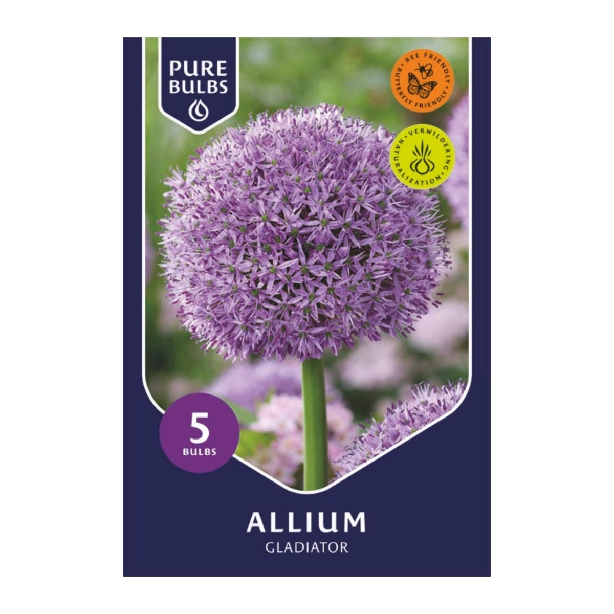 Pure Bulbs Bloembollen Sierui (Allium 'Gladiator') 5 stuks