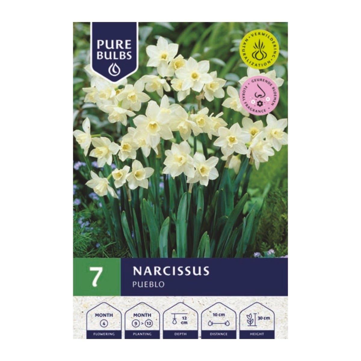 Pure Bulbs Bloembollen Narcis (Narcissus 'Pueblo') 7 stuks