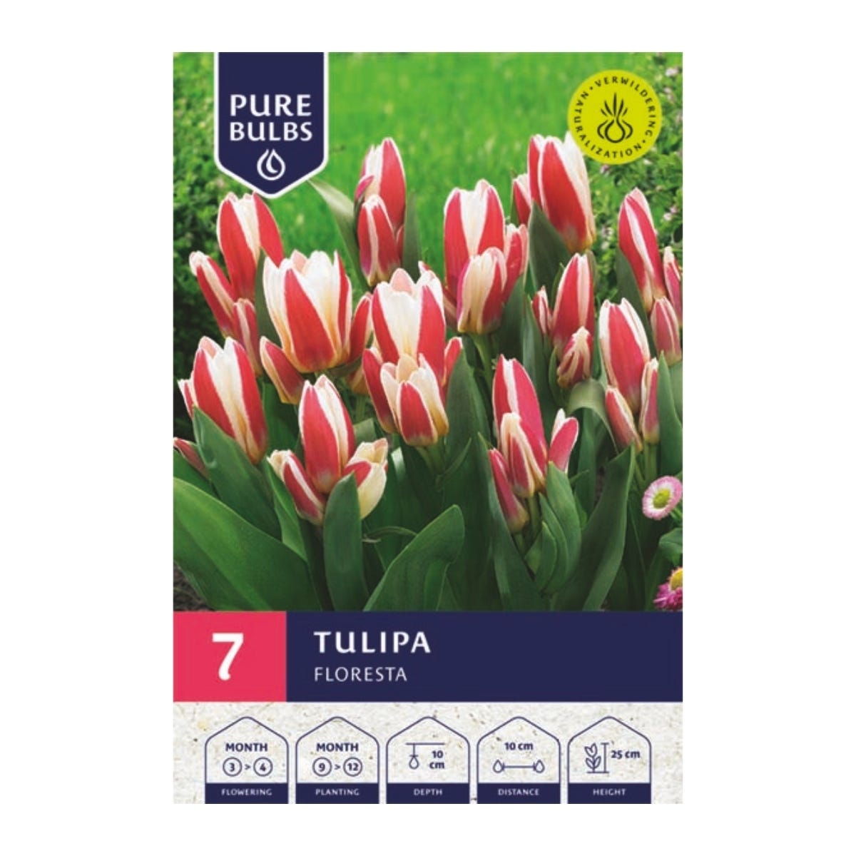 Pure Bulbs Bloembollen Tulp (Tulipa 'Floresta') 7 stuks