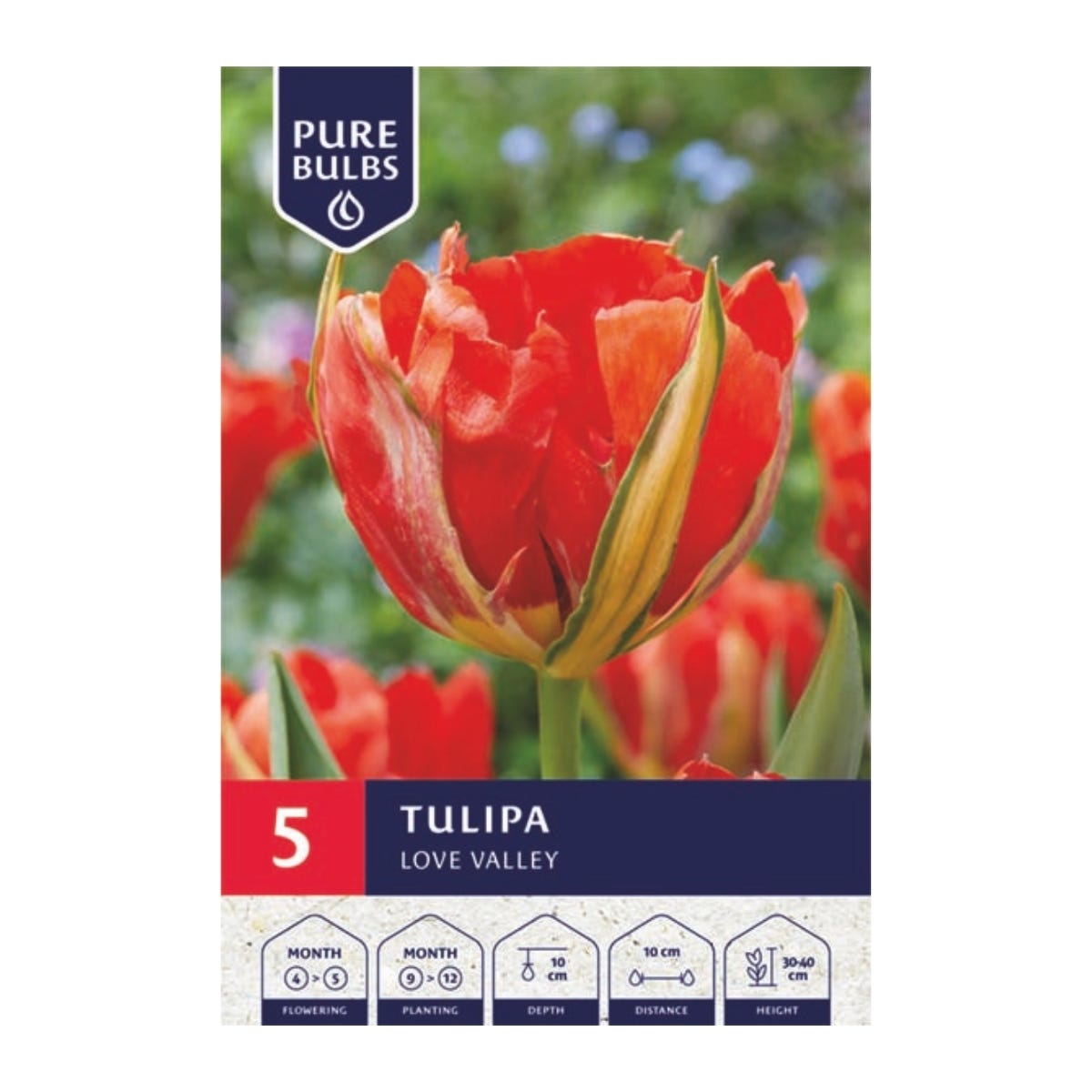 Pure Bulbs Bloembollen Tulp (Tulipa 'Love Valley') 5 stuks