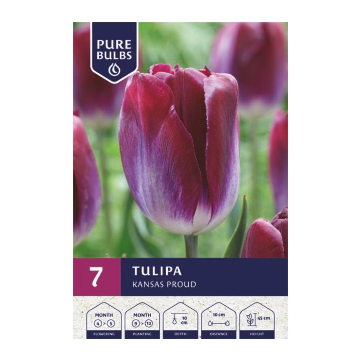 Pure Bulbs Bloembollen Tulp (Tulipa 'Kansas Proud') 7 stuks
