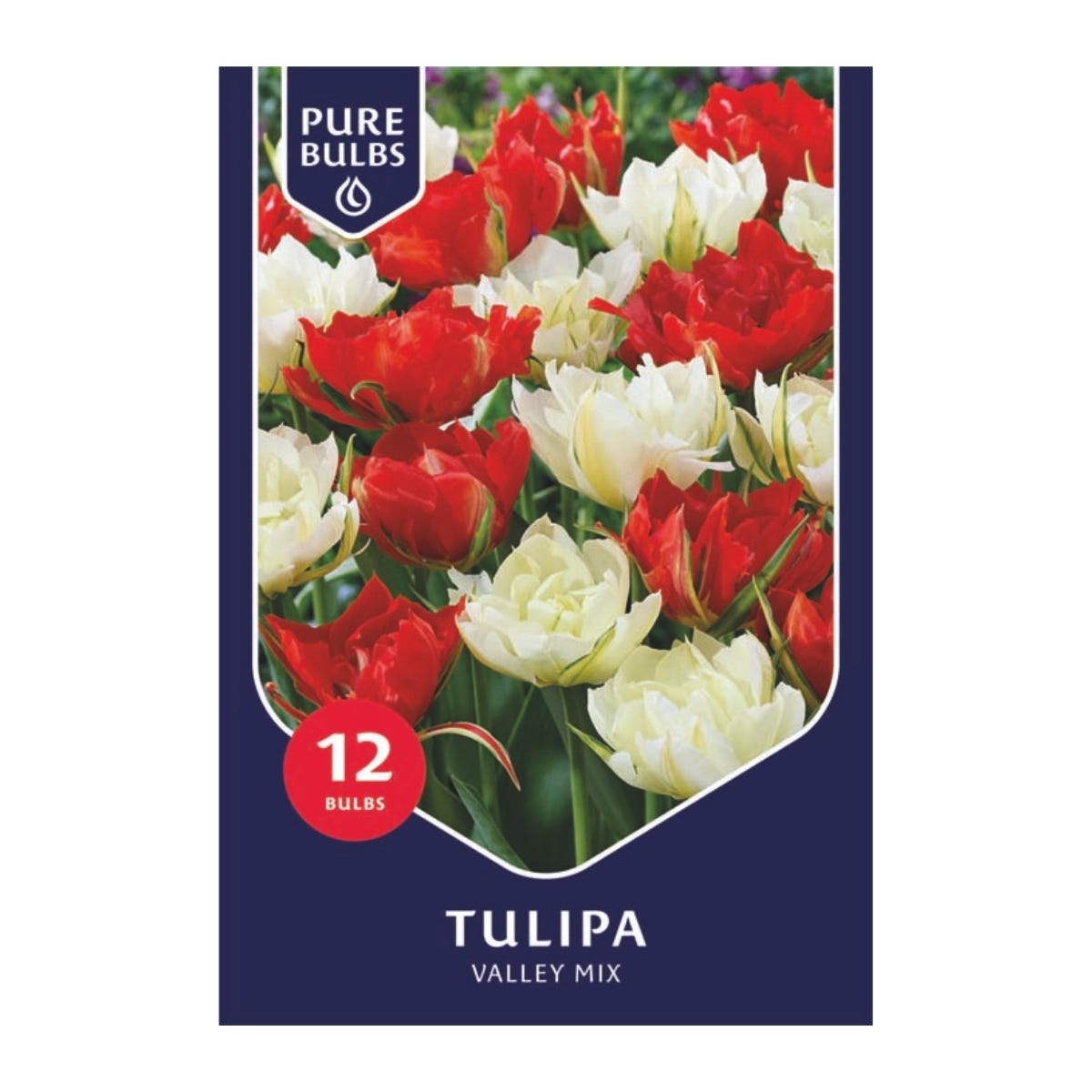 Pure Bulbs Bloembollen Tulp (Tulipa 'Valley Mix') 12 stuks