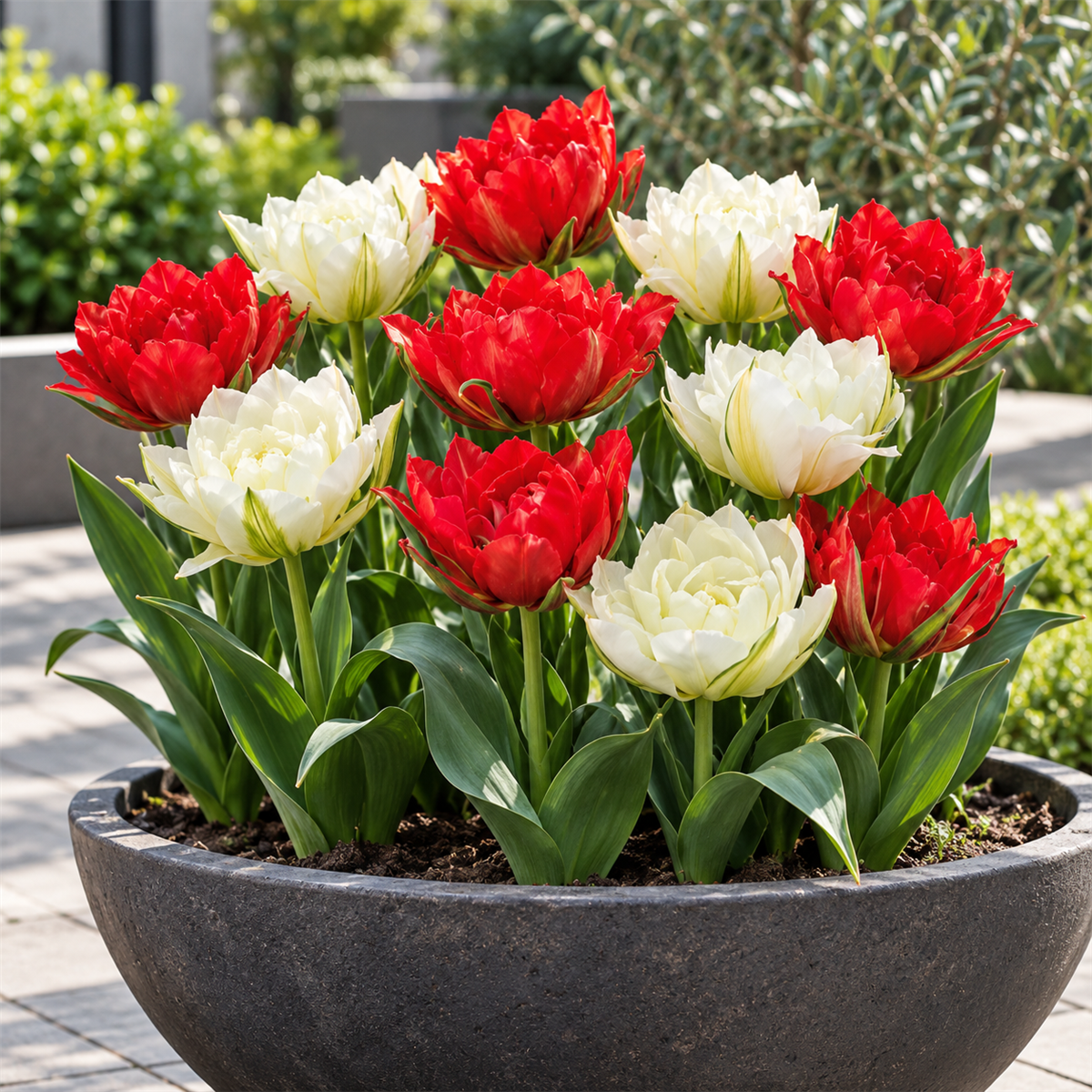 Pure Bulbs Bloembollen Tulp (Tulipa 'Valley Mix') 12 stuks