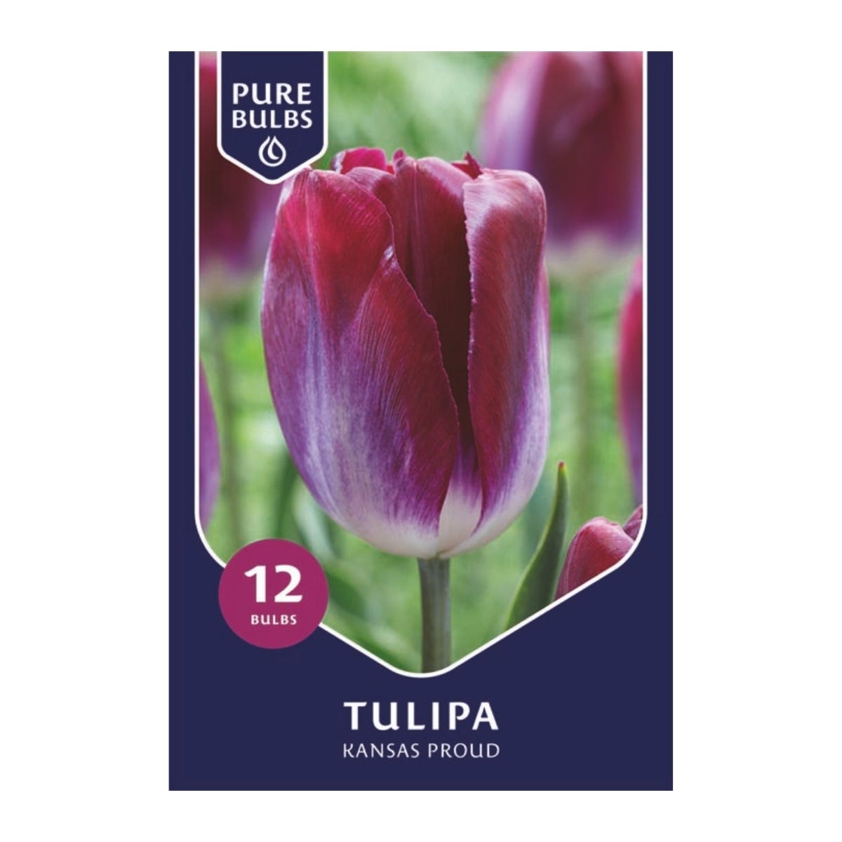 Pure Bulbs Bloembollen Tulp (Tulipa 'Kansas Proud') 12 stuks