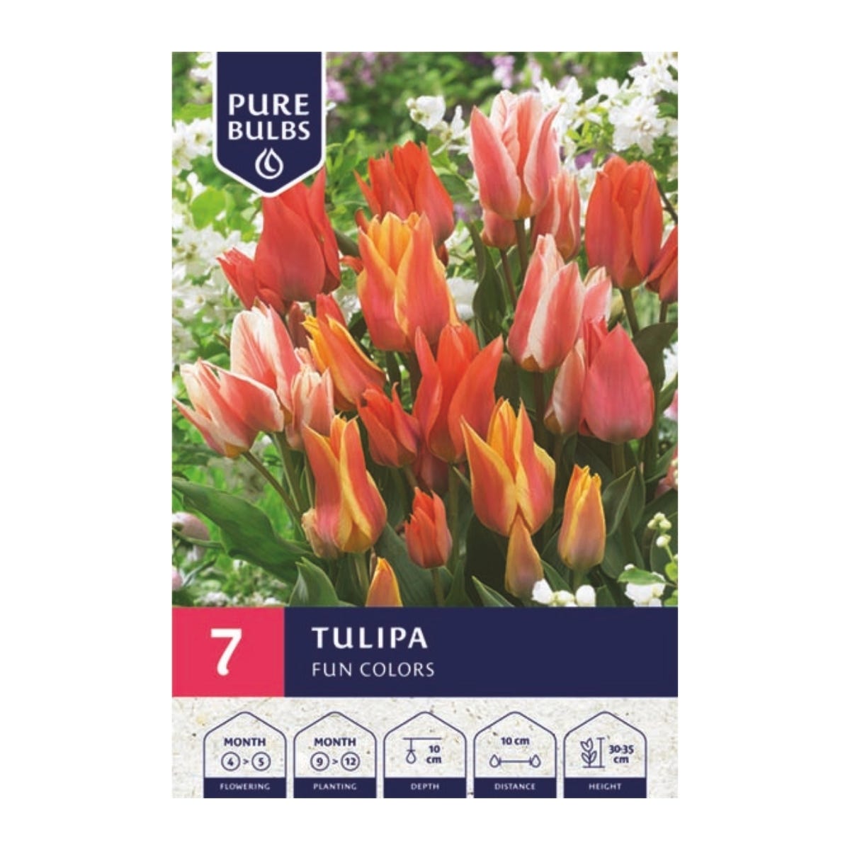 Pure Bulbs Bloembollen Tulp (Tulipa 'Fun Colors') 7 stuks