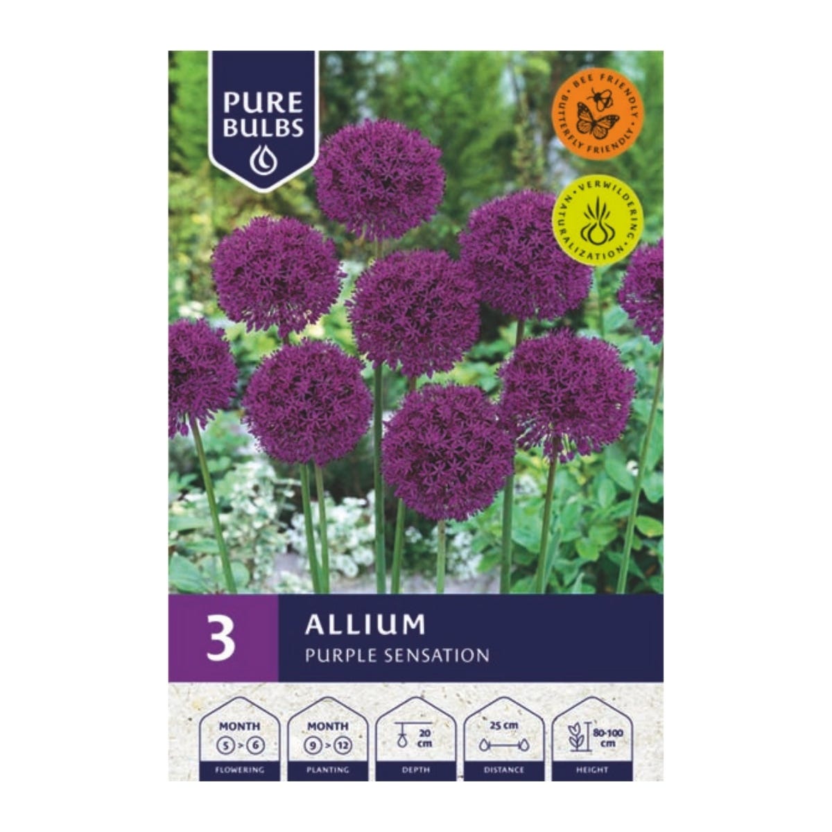 Pure Bulbs Bloembollen Sierui (Allium 'Purple Sensation') 3 stuks
