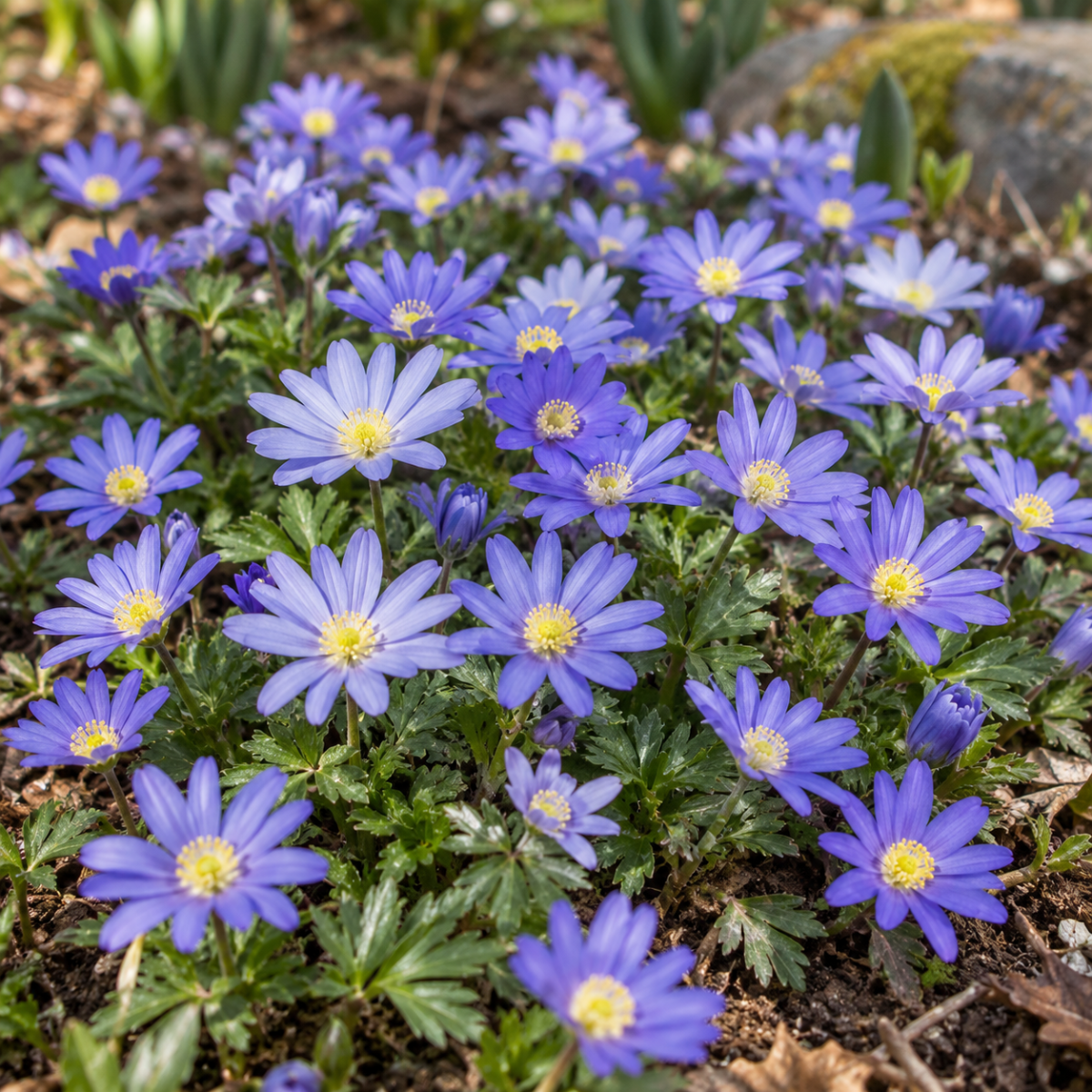 Pure Bulbs Bloembollen Anemoon (Anemone 'Blanda Blue Shades') 10 stuks