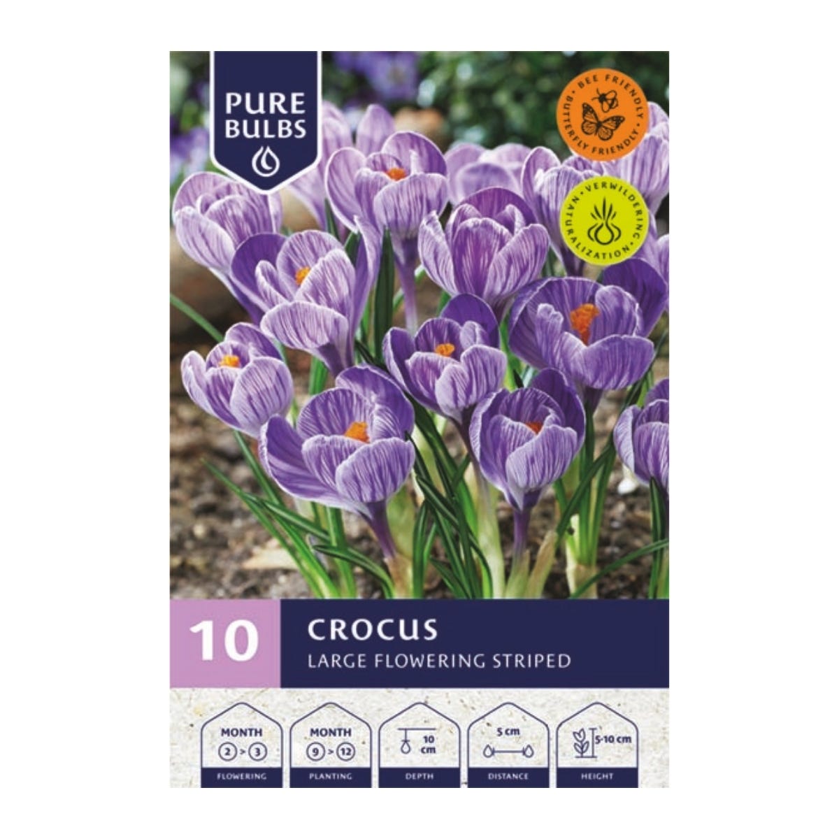 Pure Bulbs Bloembollen Krokus (Crocus 'Large Flowering Striped') 10 stuks