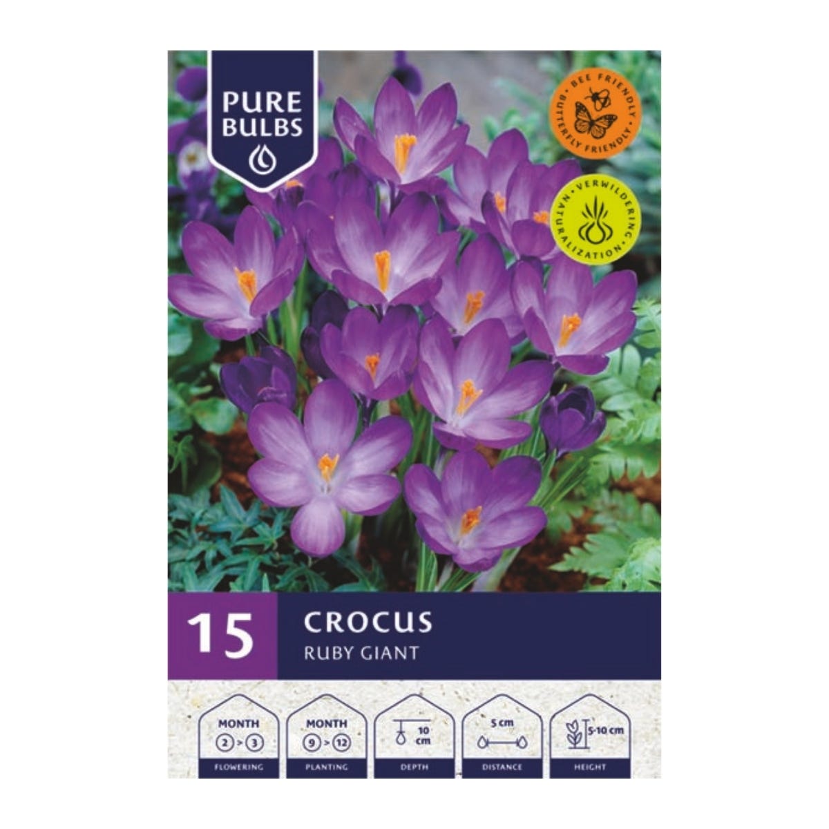 Pure Bulbs Bloembollen Krokus (Crocus 'Ruby Giant') 15 stuks
