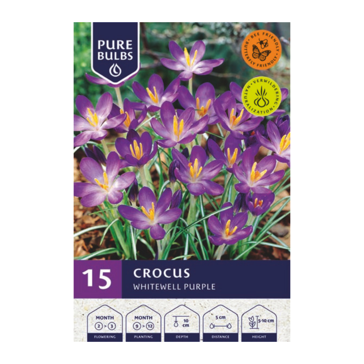 Pure Bulbs Bloembollen Krokus (Crocus 'Whitewell Purple') 15 stuks