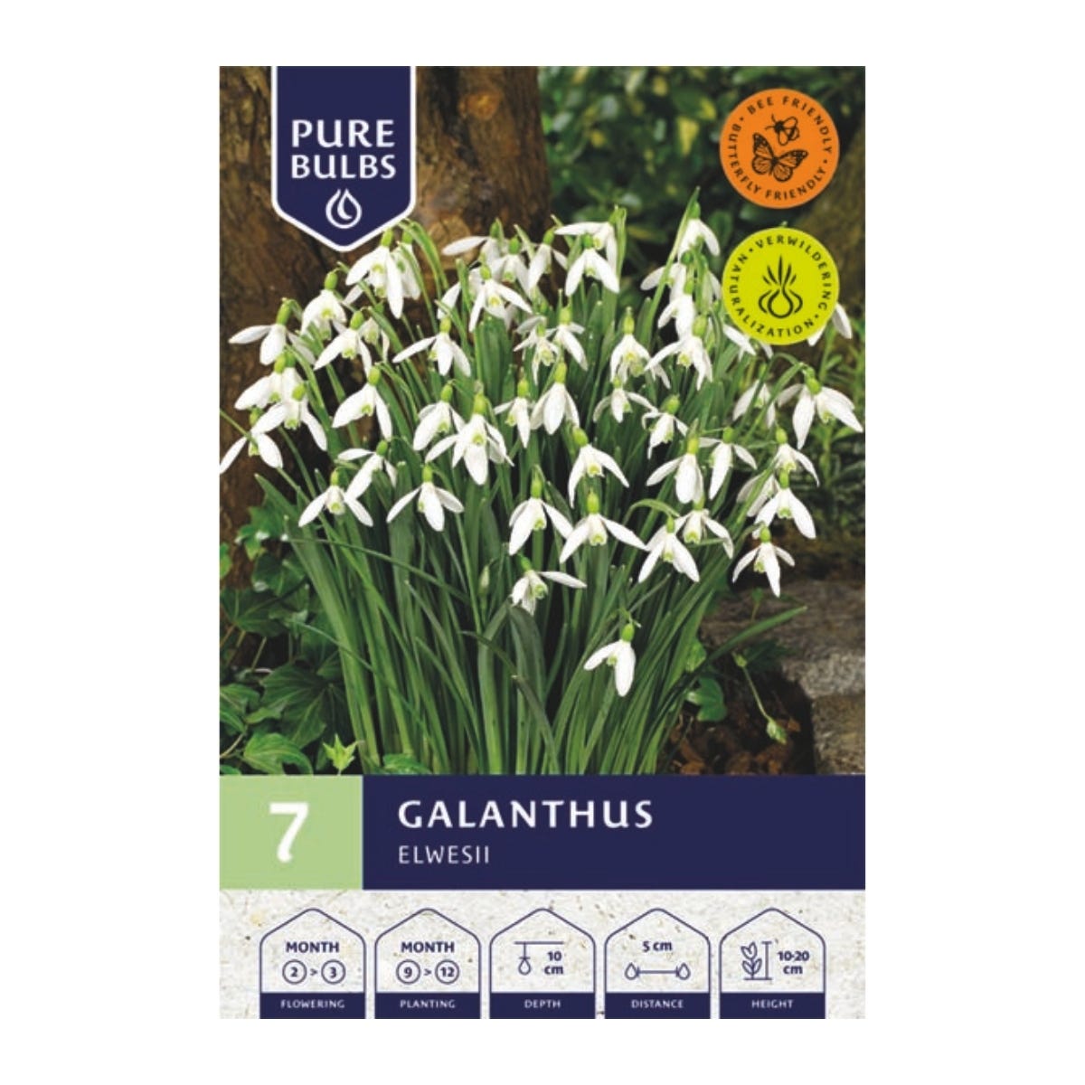 Pure Bulbs Bloembollen Sneeuwklokje (Galanthus 'Elwesii') 7 stuks
