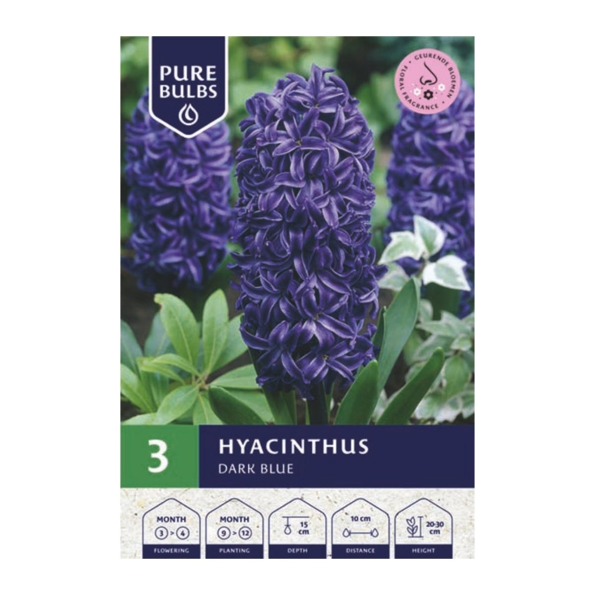 Pure Bulbs Bloembollen Hyacint (Hyacinthus 'Dark Blue') 3 stuks