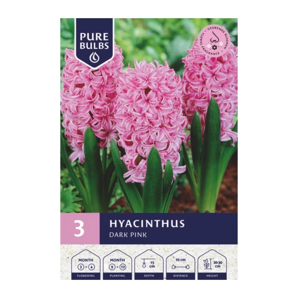 Pure Bulbs Bloembollen Hyacint (Hyacinthus 'Dark Pink') 3 stuks