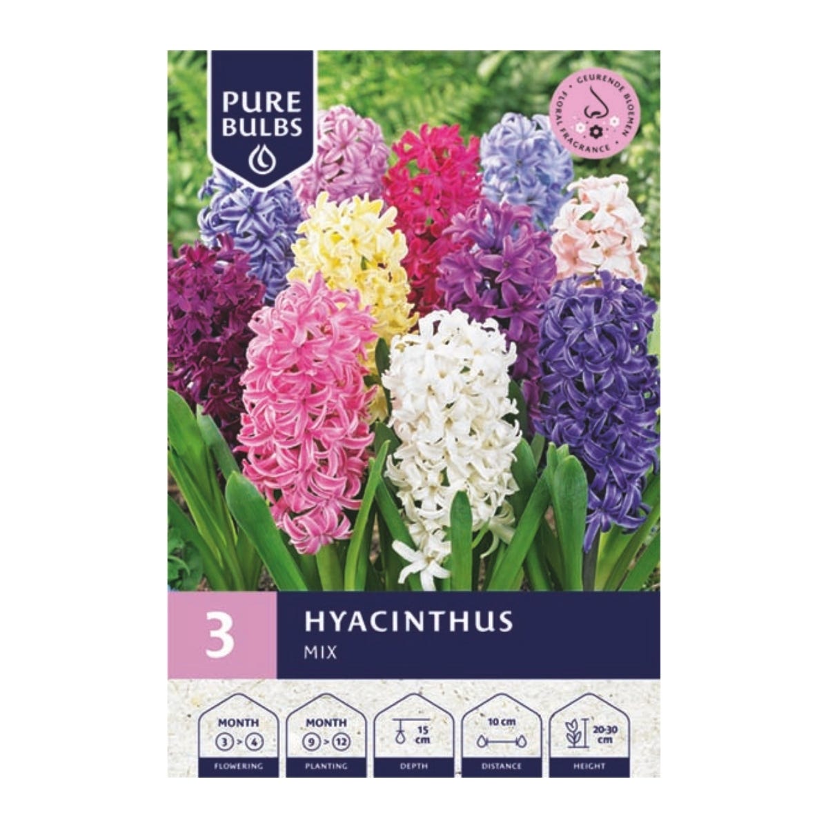 Pure Bulbs Bloembollen Hyacint (Hyacinthus 'Mix') 3 stuks