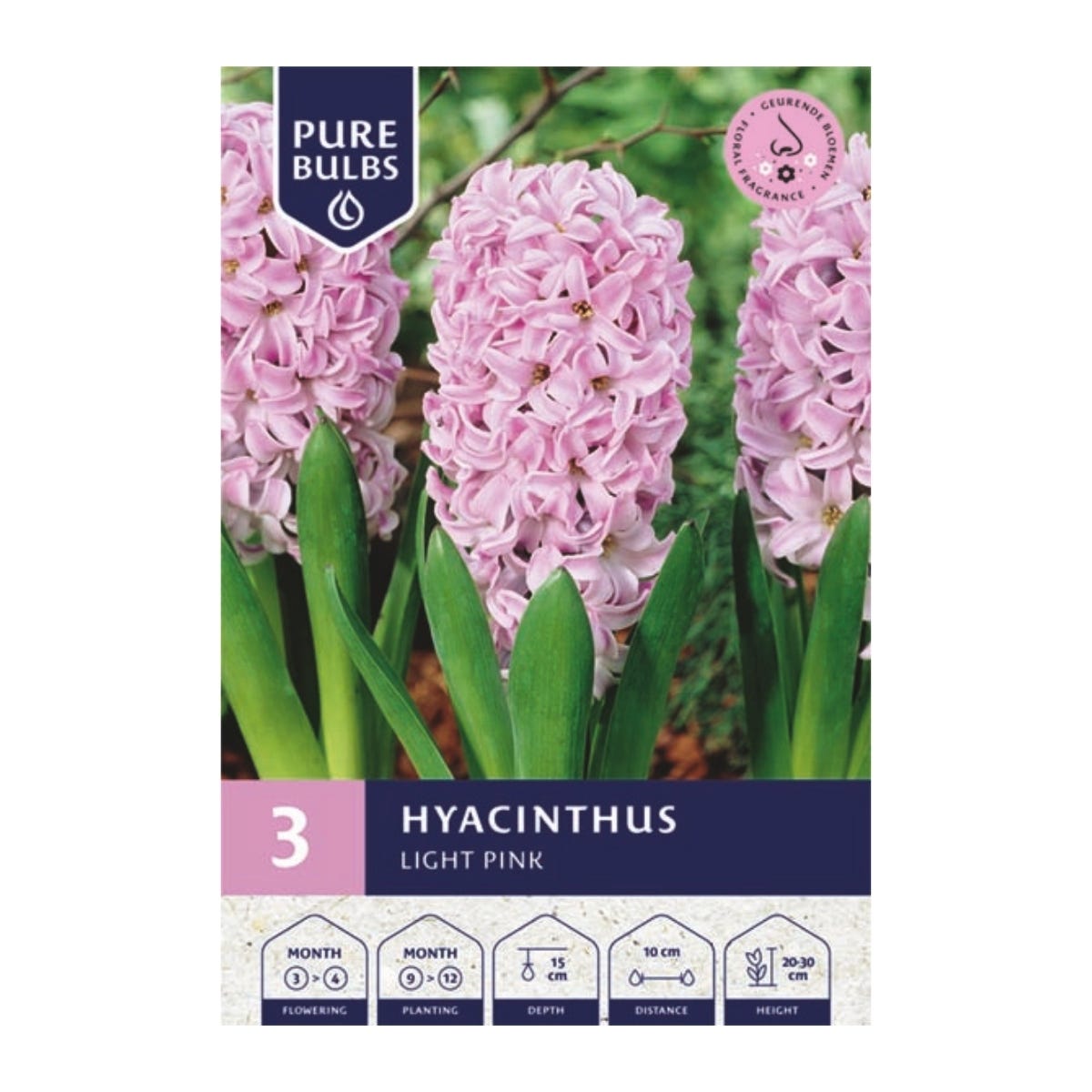Pure Bulbs Bloembollen Hyacint (Hyacinthus 'Light Pink') 3 stuks