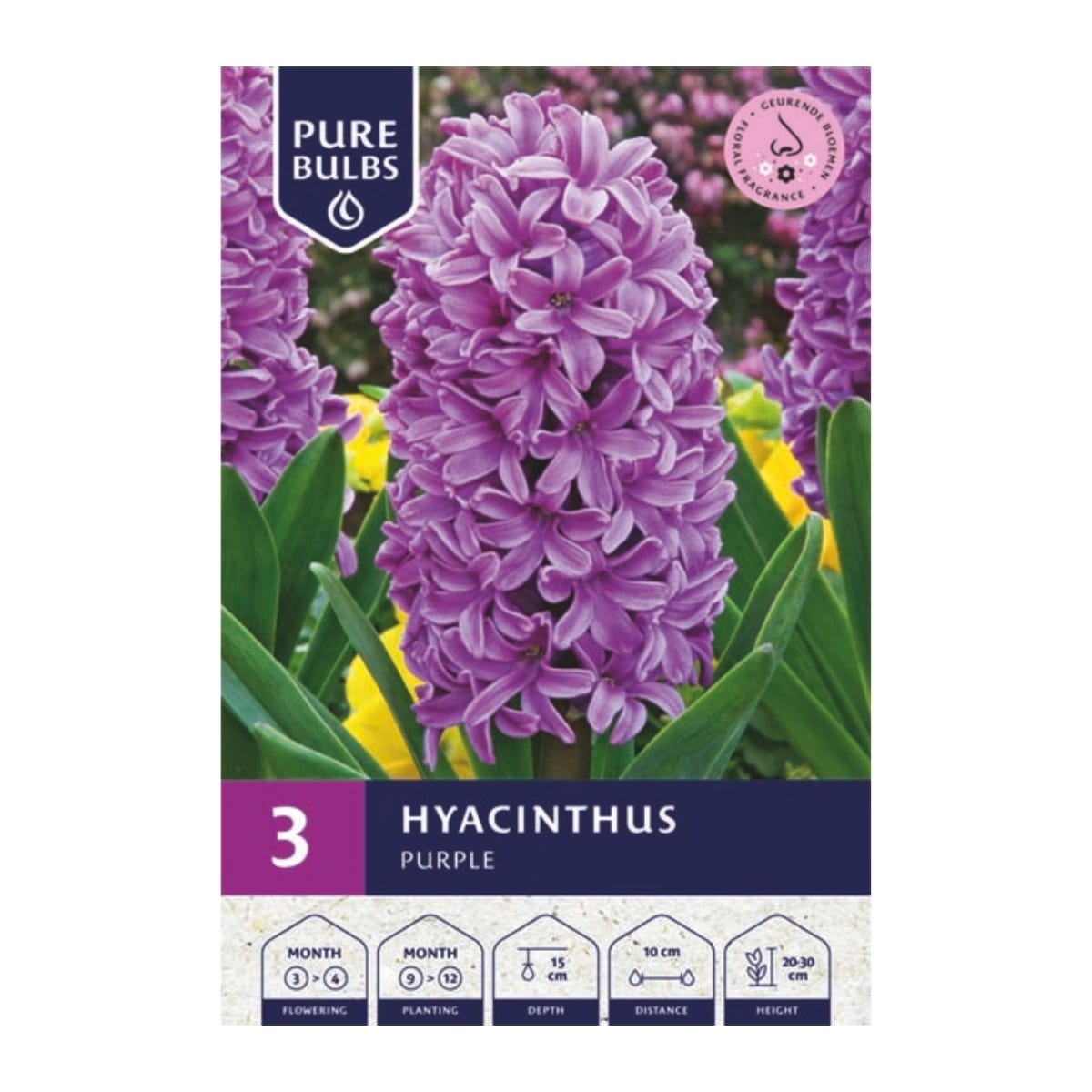 Pure Bulbs Bloembollen Hyacint (Hyacinthus 'Purple') 3 stuks