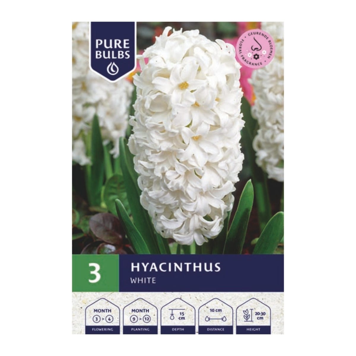 Pure Bulbs Bloembollen Hyacint (Hyacinthus 'White') 3 stuks