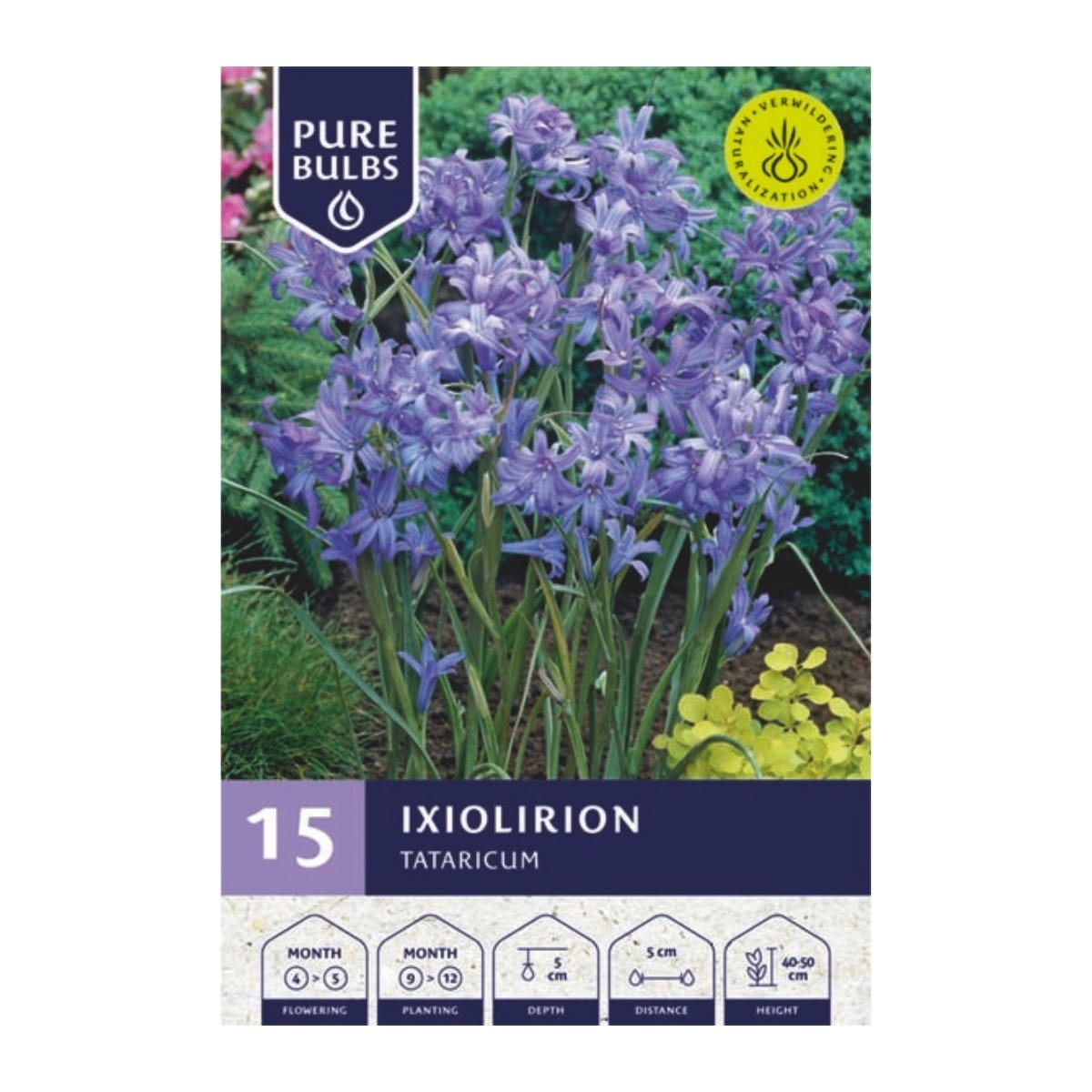 Pure Bulbs Bloembollen Blauwe Sterlelie (Ixiolirion 'Tataricum') 15 stuks
