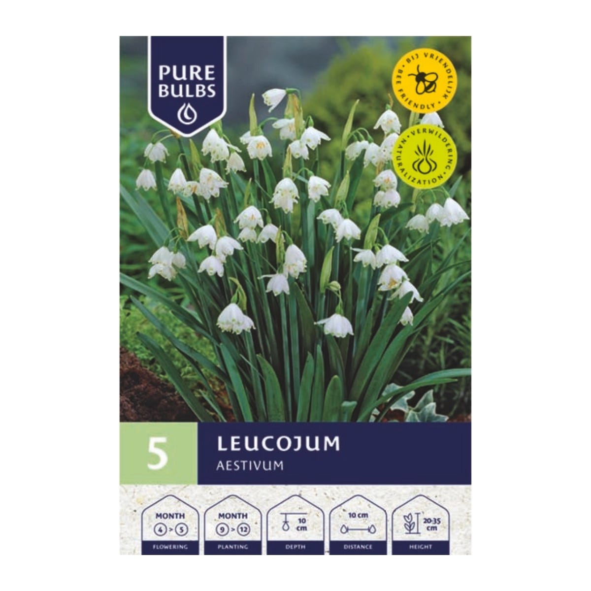 Pure Bulbs Bloembollen Zomerklokje (Leucojum 'Aestivum') 5 stuks
