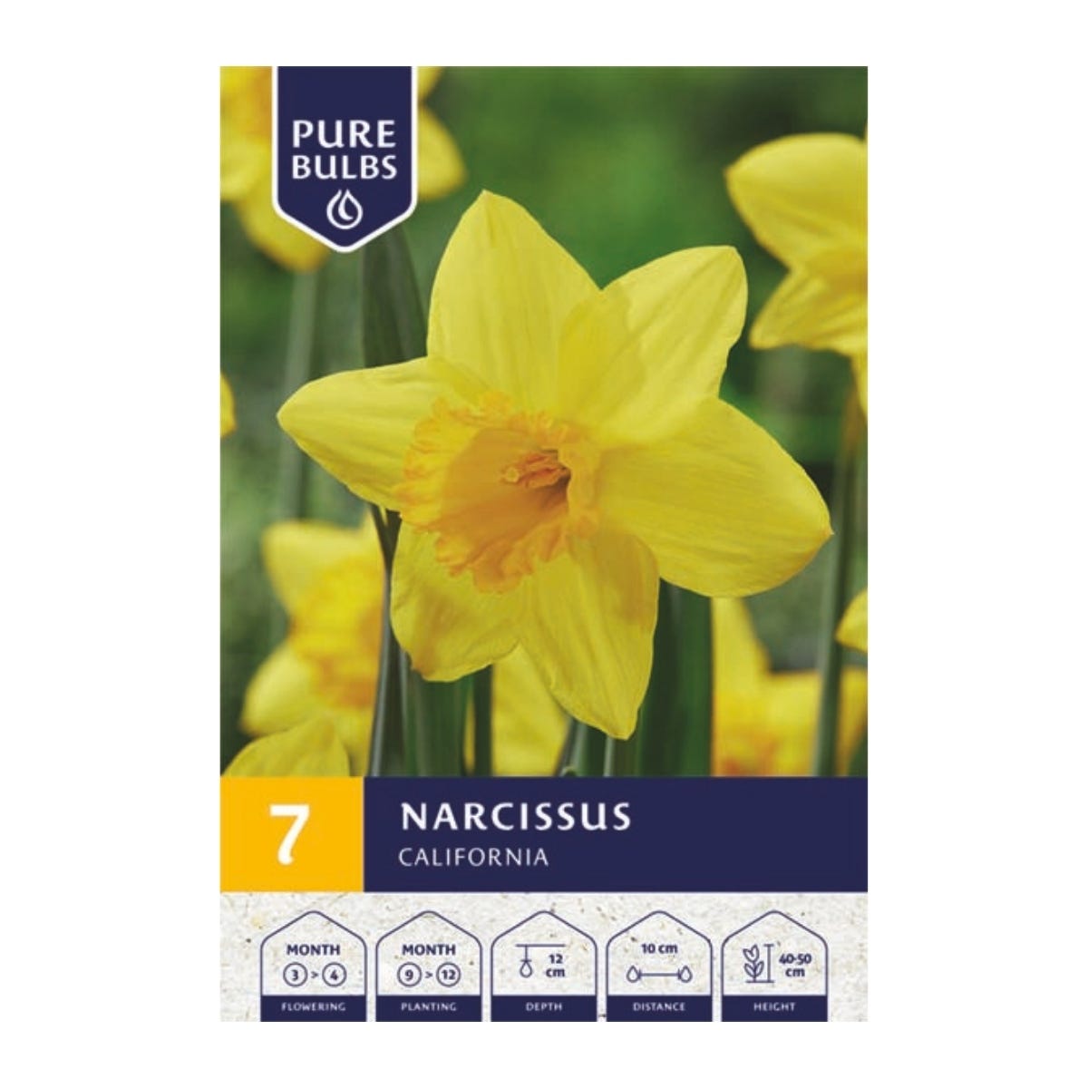 Pure Bulbs Bloembollen Narcis (Narcissus 'California') 7 stuks