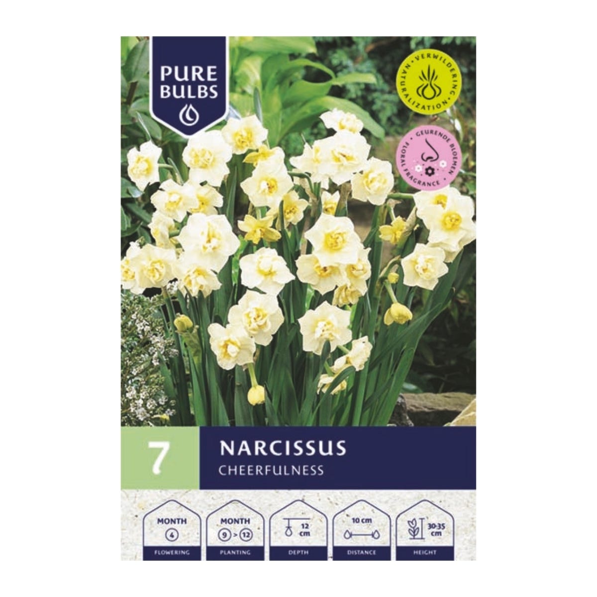 Pure Bulbs Bloembollen Narcis (Narcissus 'Cheerfulness') 7 stuks
