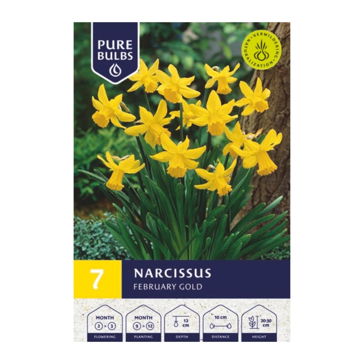 Pure Bulbs Bloembollen Narcis (Narcissus 'February Gold') 7 stuks