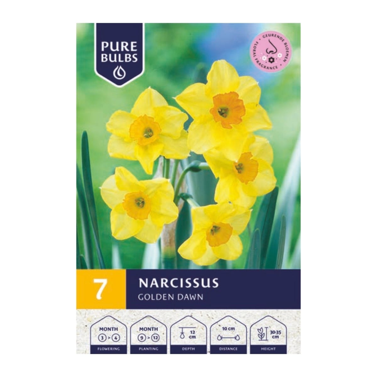 Pure Bulbs Bloembollen Narcis (Narcissus 'Golden Dawn') 7 stuks
