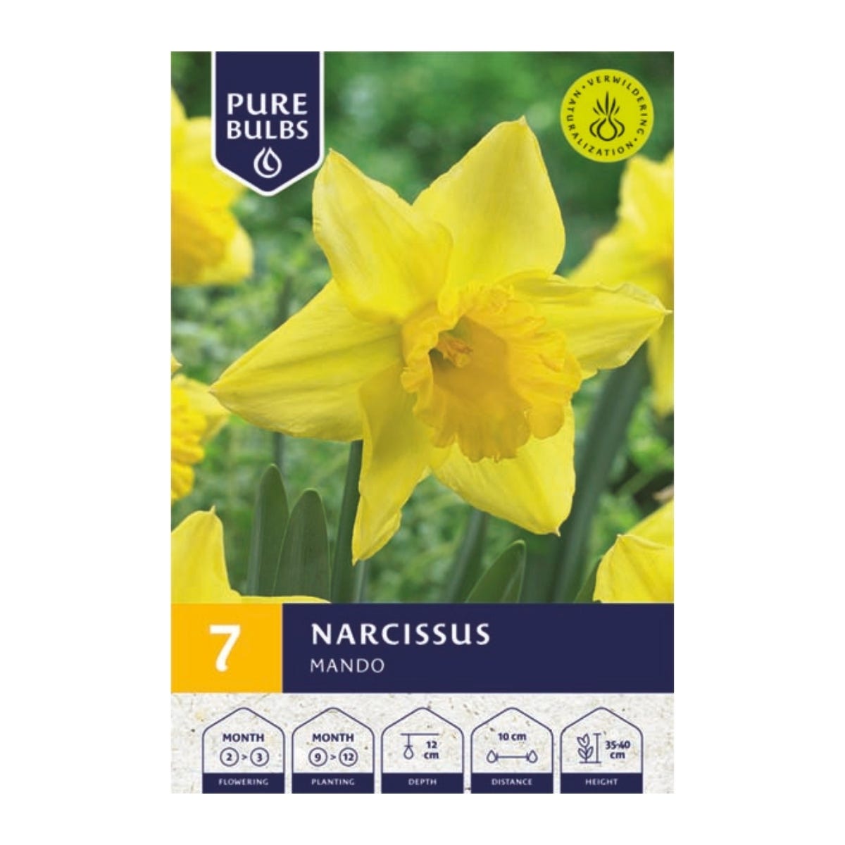 Pure Bulbs Bloembollen Narcis (Narcissus 'Mando') 7 stuks