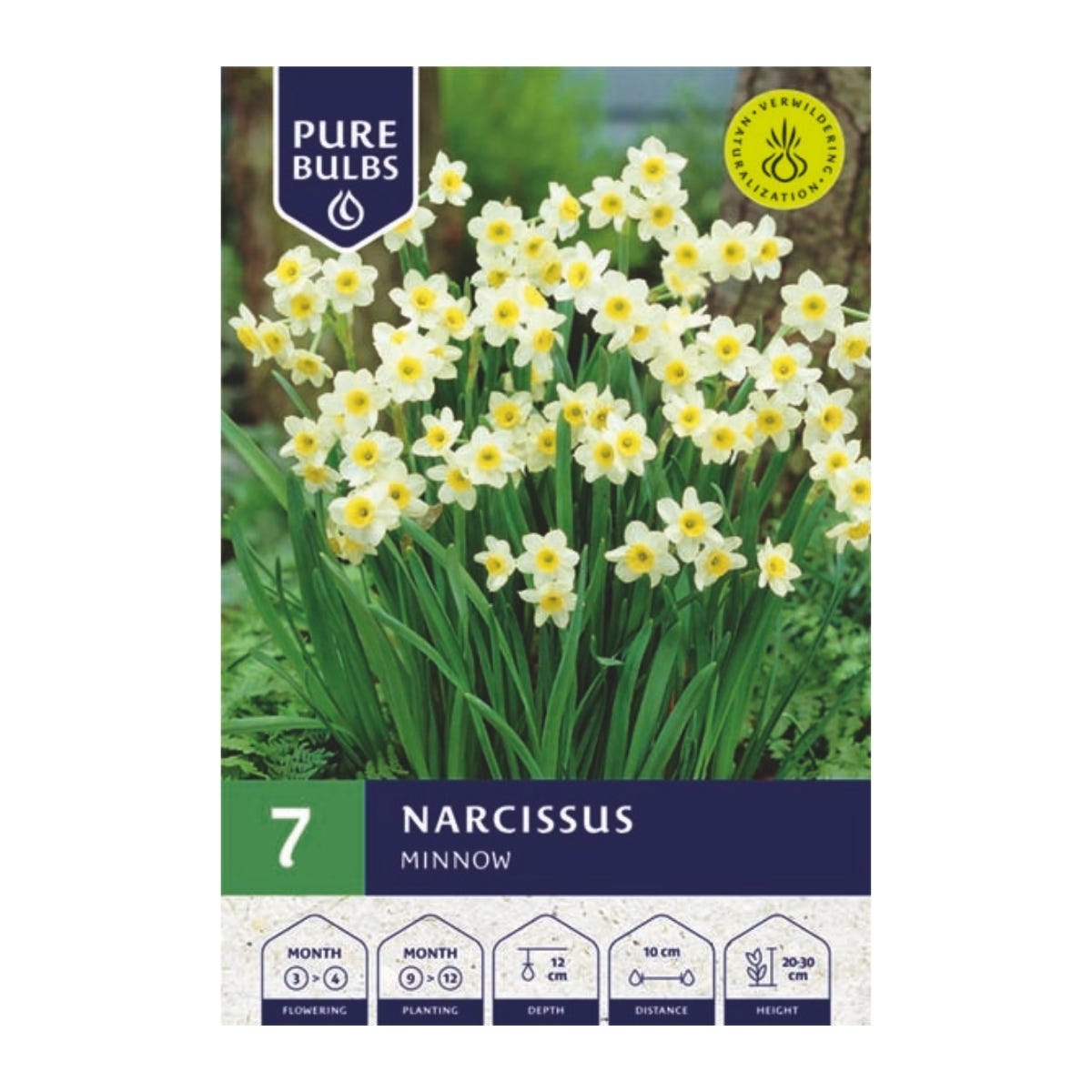 Pure Bulbs Bloembollen Narcis (Narcissus 'Minnow') 7 stuks