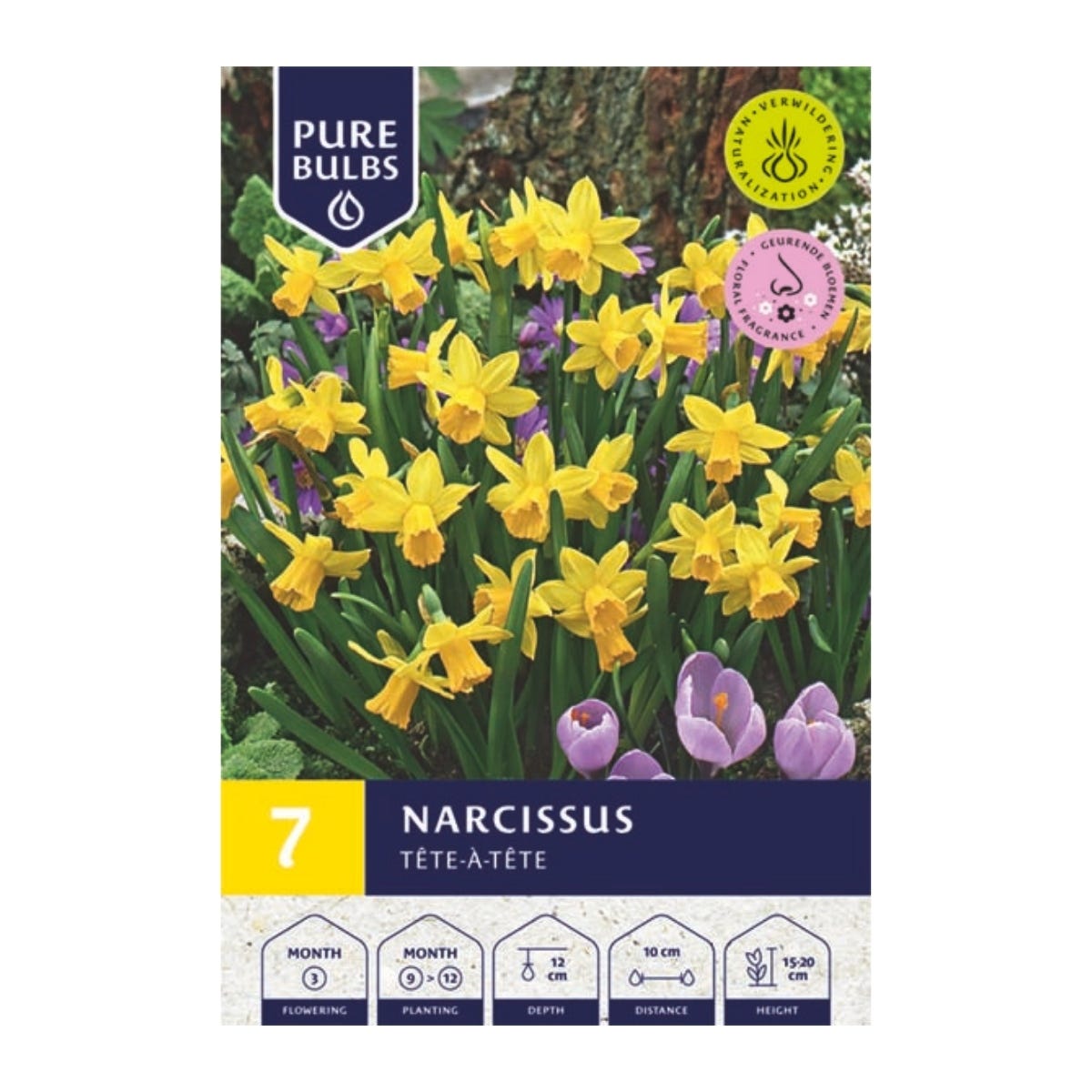 Pure Bulbs Bloembollen Narcis (Narcissus 'Tête-à-Tête') 7 stuks