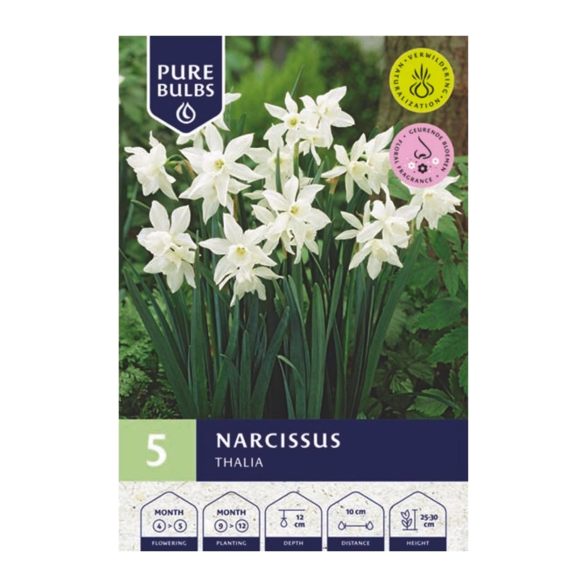 Pure Bulbs Bloembollen Narcis (Narcissus 'Thalia') 5 stuks