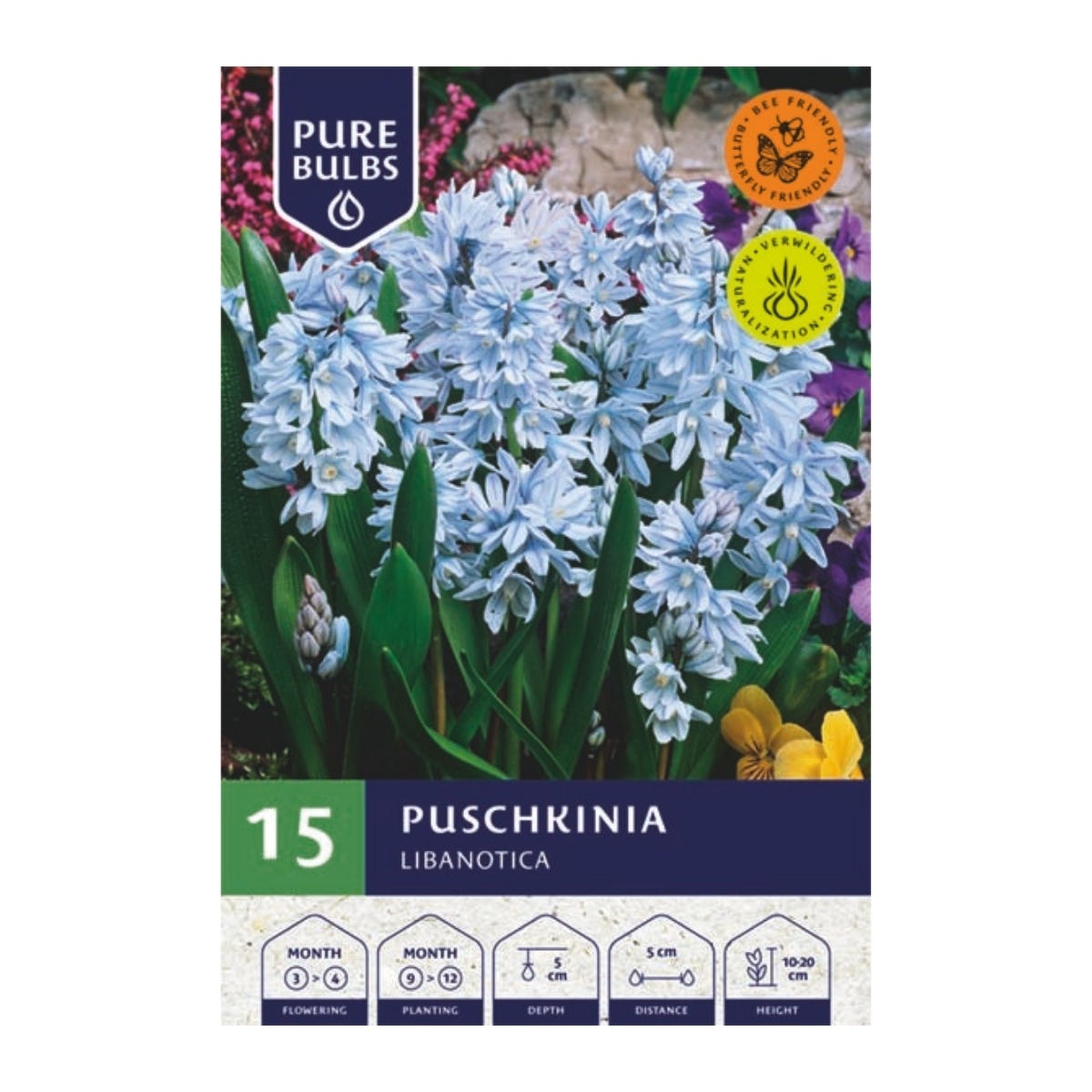 Pure Bulbs Bloembollen Sterhyacint (Puschkinia 'Libanotica') 15 stuks