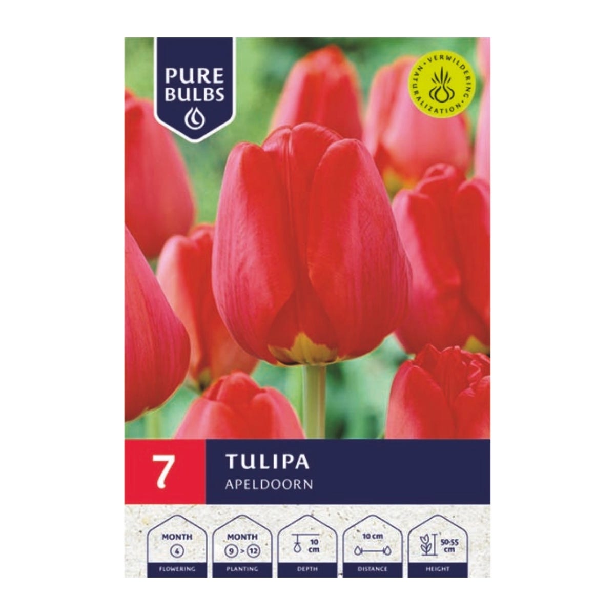 Pure Bulbs Bloembollen Tulp (Tulipa 'Apeldoorn') 7 stuks