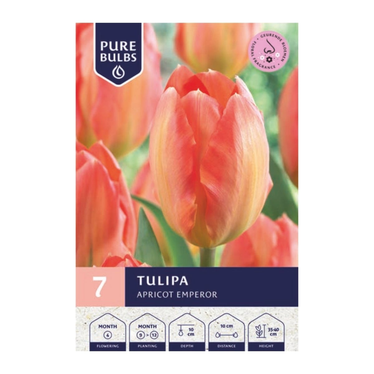 Pure Bulbs Bloembollen Tulp (Tulipa 'Apricot Emperor') 7 stuks