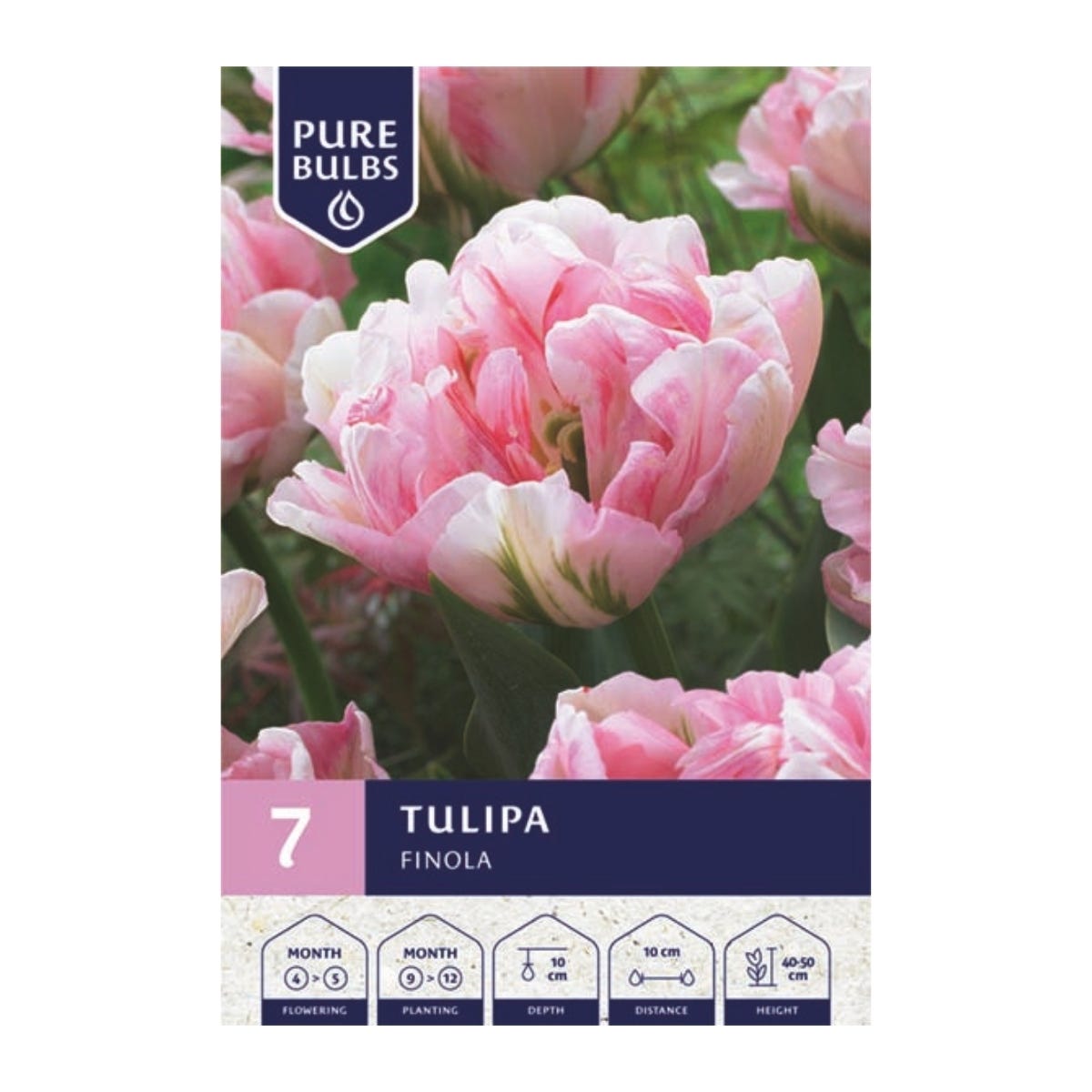 Pure Bulbs Bloembollen Tulp (Tulipa 'Finola') 7 stuks