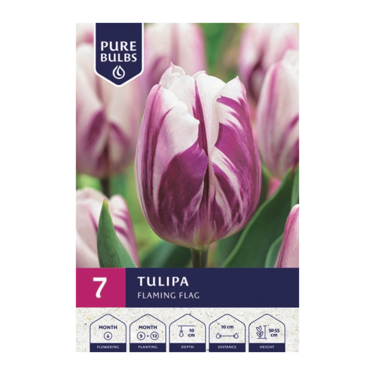Pure Bulbs Bloembollen Tulp (Tulipa 'Flaming Flag') 7 stuks
