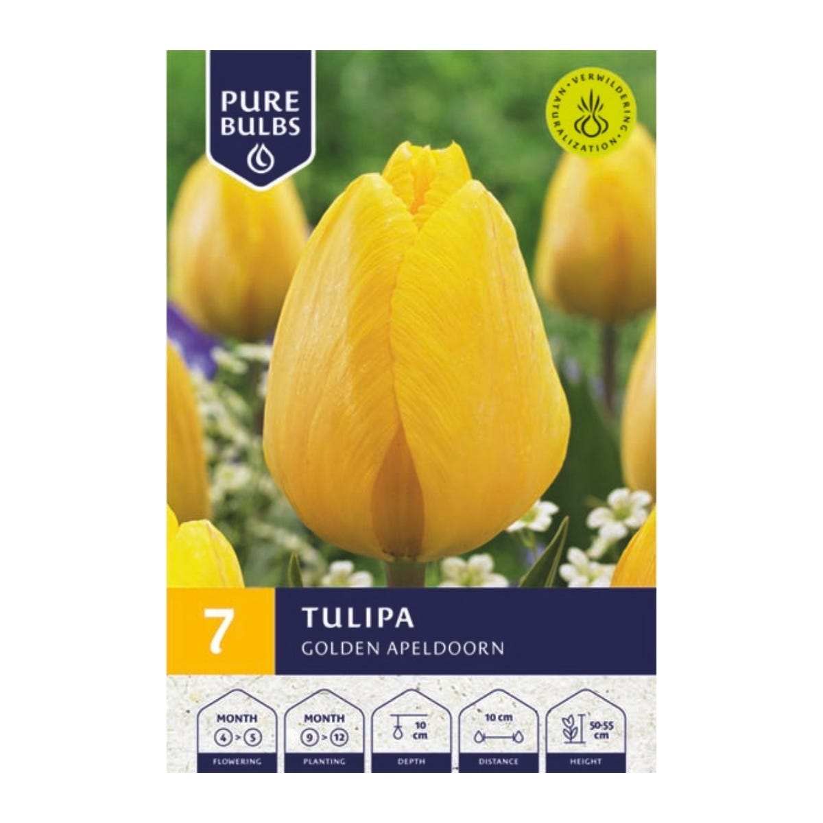 Pure Bulbs Bloembollen Tulp (Tulipa 'Golden Apeldoorn') 7 stuks