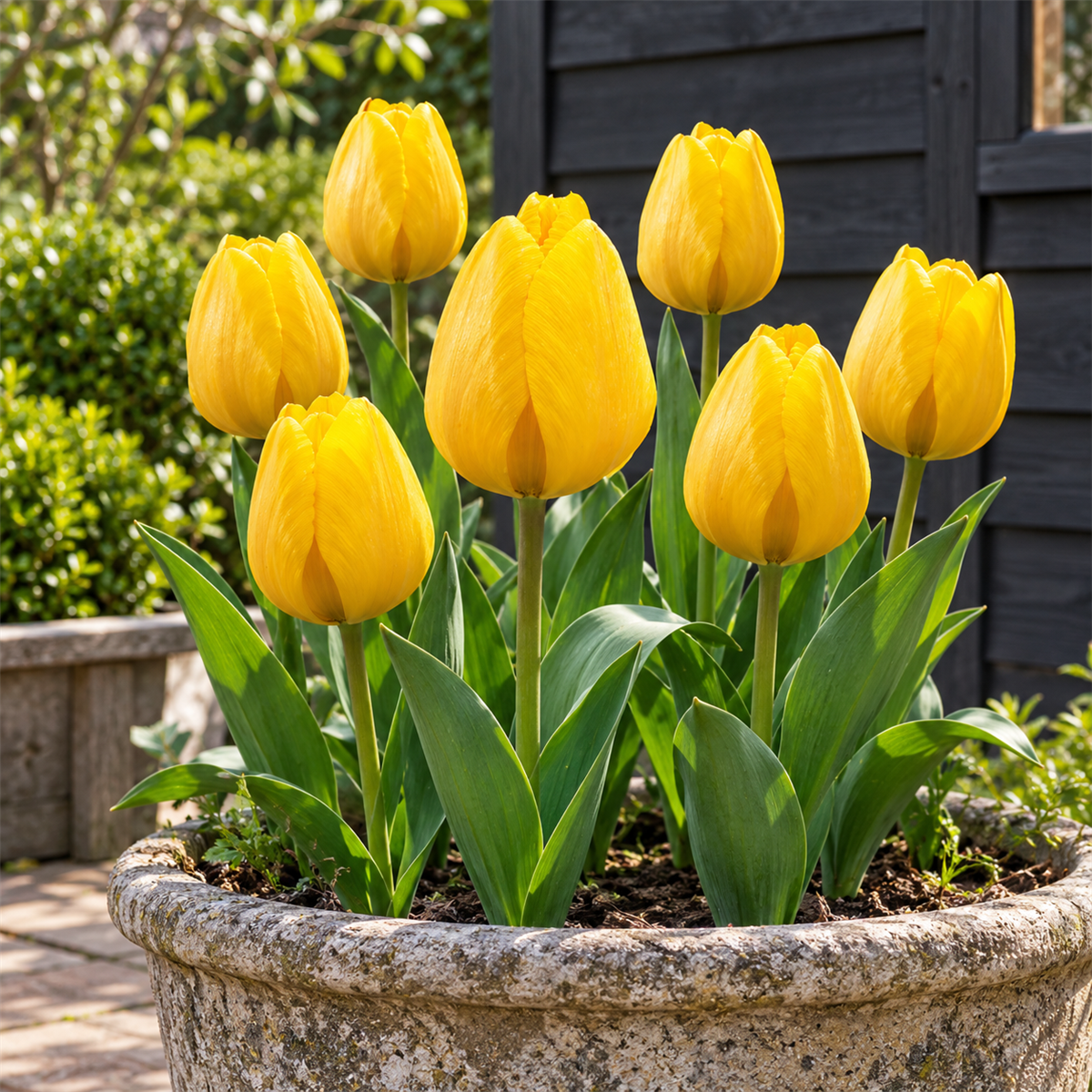 Pure Bulbs Bloembollen Tulp (Tulipa 'Golden Apeldoorn') 7 stuks