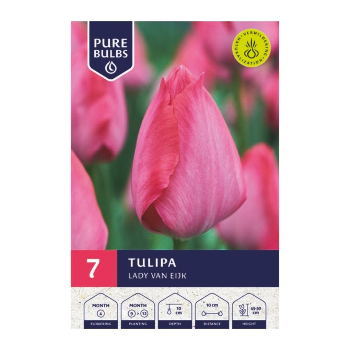 Pure Bulbs Bloembollen Tulp (Tulipa 'Lady Van Eijk') 7 stuks