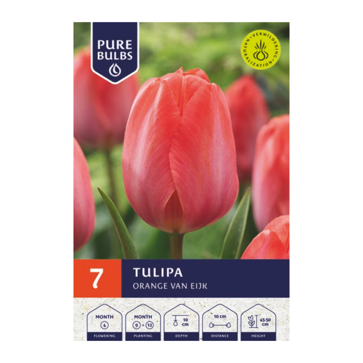 Pure Bulbs Bloembollen Tulp (Tulipa 'Orange van Eijk') 7 stuks